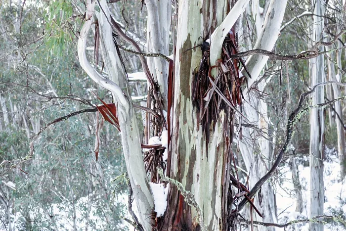 Framed Print : Snow Fields with snow on the Australian Gum trees Framed Print : Snow Fields with snow on the Australian Gum trees