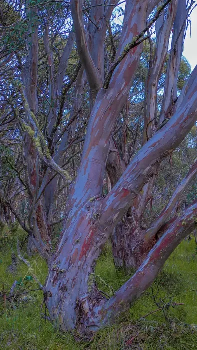 Framed Print : Snow Gums at Dinner Plains in the high country near Mount Hotham, Victoria, Australia Framed Print : Snow Gums at Dinner Plains in the high country near Mount Hotham, Victoria, Australia