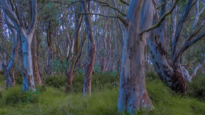 Framed Print : Snow Gums at Dinner Plains in the high country near Mount Hotham, Victoria, Australia Framed Print : Snow Gums at Dinner Plains in the high country near Mount Hotham, Victoria, Australia