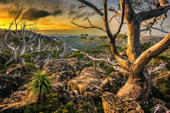 Framed Print : Snowgum at Mt Field National Park, Tasmania Framed Print : Snowgum at Mt Field National Park, Tasmania