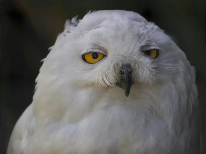 Framed Print : Snowy Owl