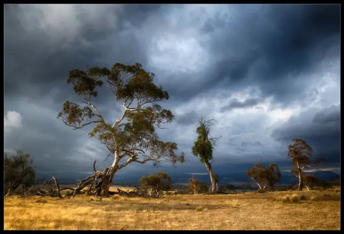 Framed Print : Snowy River trees at sunset, Australian Alps
