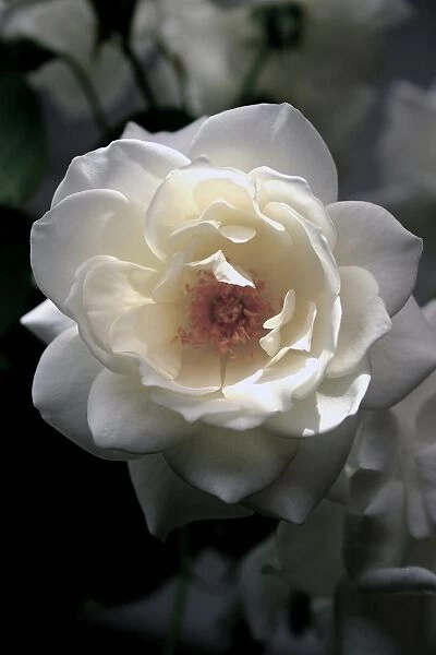 Soft Rose. Soft white rose with a hint of sunshine
