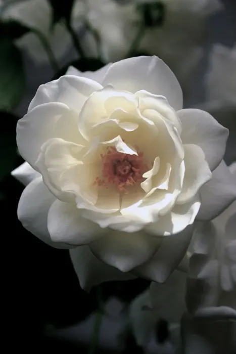 Framed Print : Soft white rose with a hint of sunshine