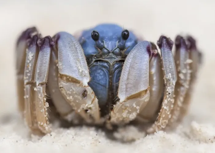 Framed Print : Soldier crab Framed Print : Soldier crab