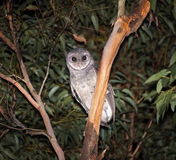 Sooty owl. Tyto tenebricosa or sooty owl at night hunting