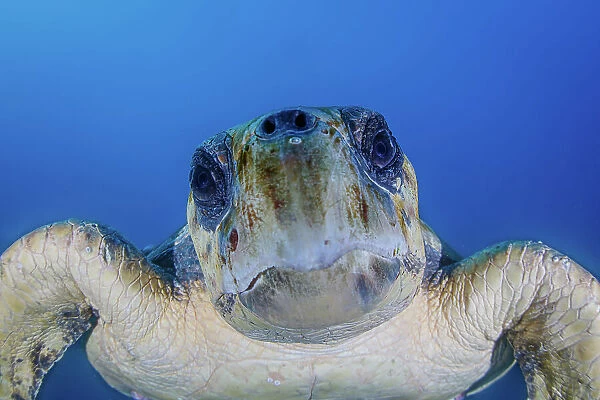 Soulful Loggerhead Sea Turtle Portrait
