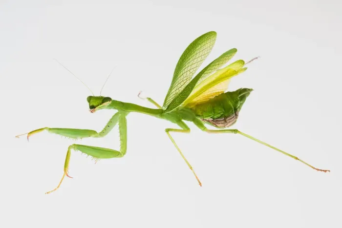 Framed Print : South African or Springbok Praying Mantis Framed Print : South African or Springbok Praying Mantis