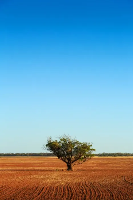 Framed Print : South Australia, Australian, Australia, single, tree, dirt, paddock, rural