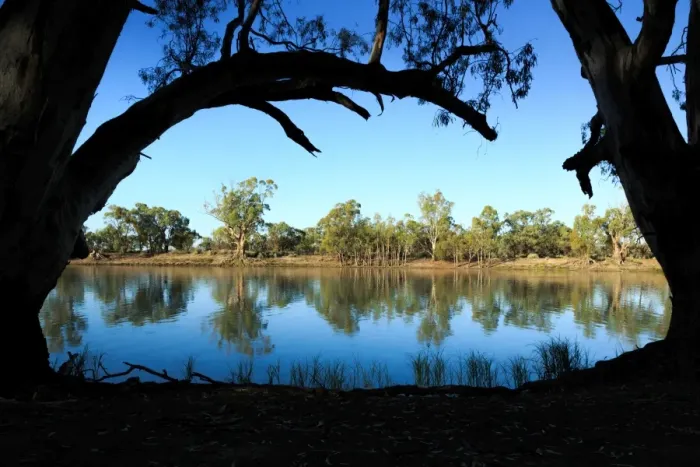 Framed Print : South Australia, Australian, Australia, river, Murray River, River Murray, gum tree Framed Print : South Australia, Australian, Australia, river, Murray River, River Murray, gum tree