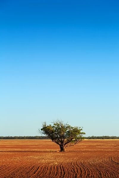 South Australia, Australian, Australia, single, tree, dirt, paddock, rural