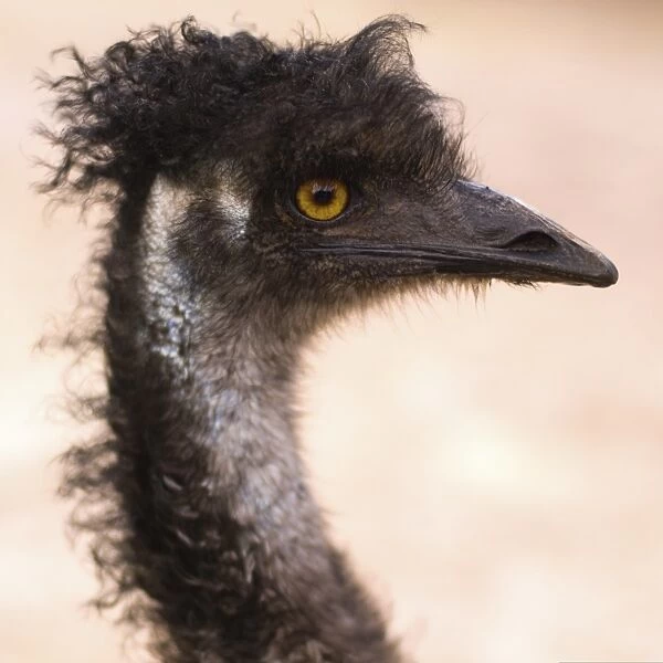 South Australia, Kangaroo Island, emu (Dromaius novaehollandiae)