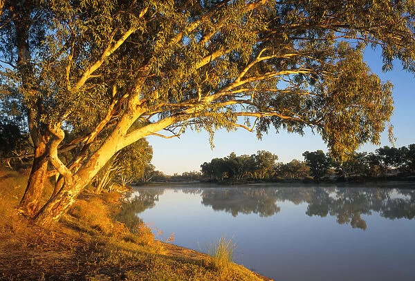South Australia, river red gum trees beside Cooper Creek at sunrise