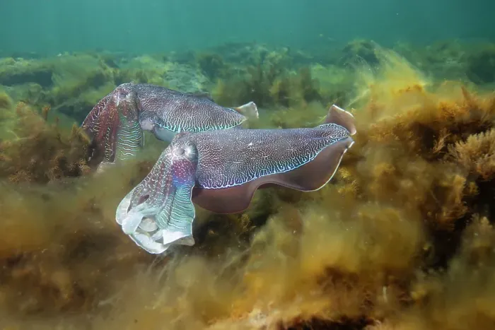 Framed Print : South Australian Giant CuttleFish mating season Framed Print : South Australian Giant CuttleFish mating season
