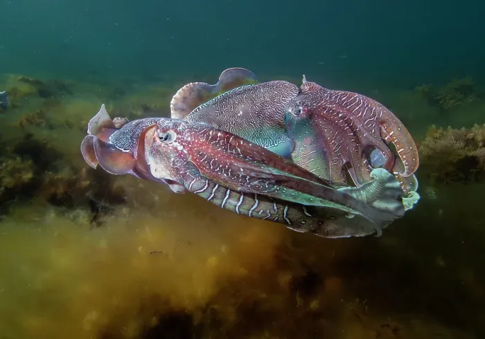 Framed Print : South Australian Giant CuttleFish mating season Framed Print : South Australian Giant CuttleFish mating season