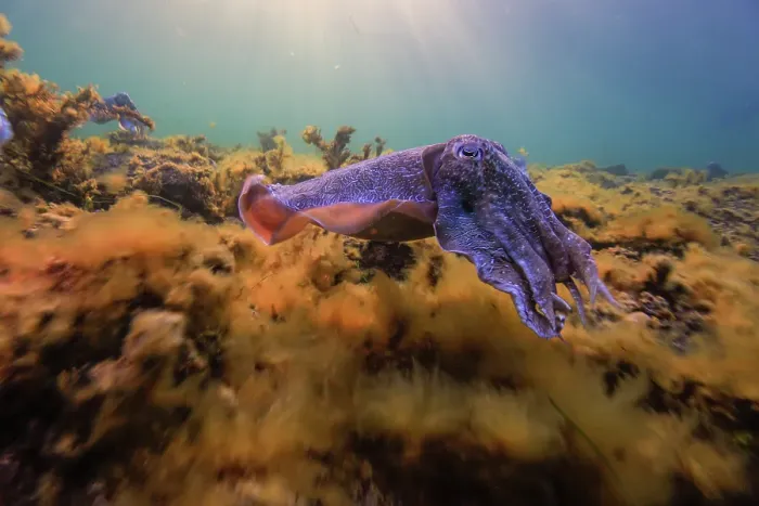 Framed Print : South Australian Giant CuttleFish mating season Framed Print : South Australian Giant CuttleFish mating season