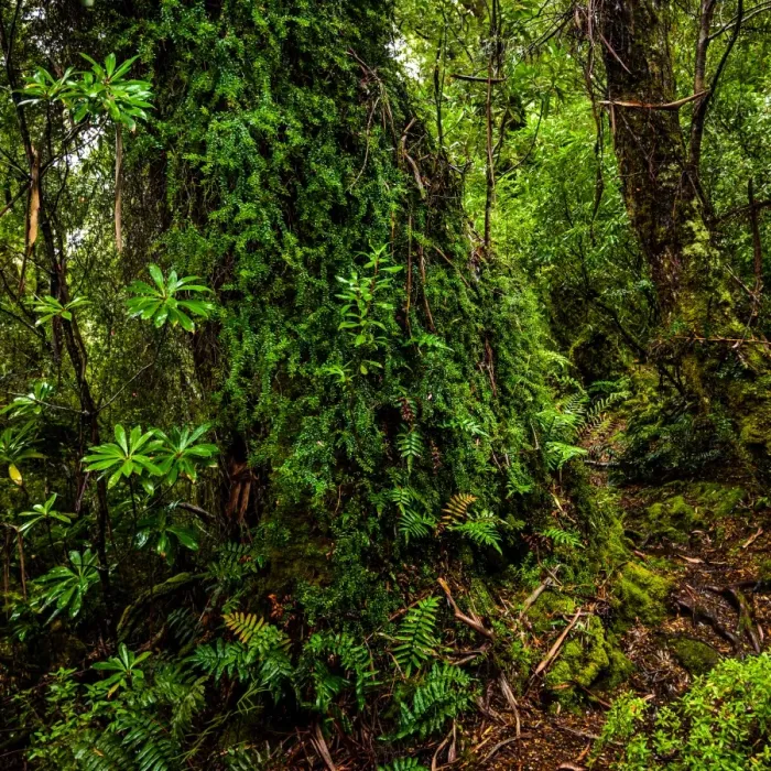 Framed Print : South Cape Range forest at South Coast track, Southwest Tasmania Framed Print : South Cape Range forest at South Coast track, Southwest Tasmania