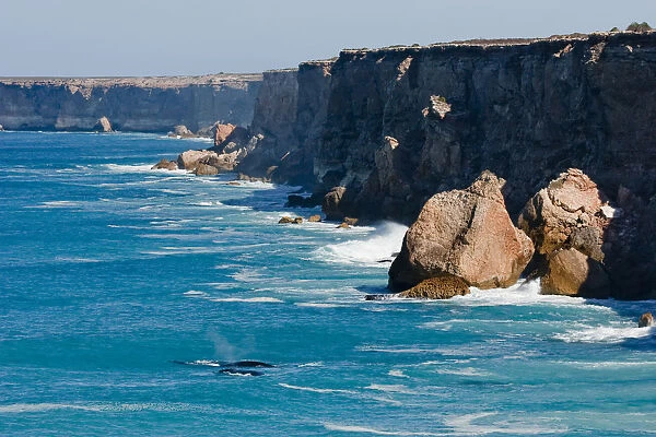 Southern Right Whales at Bunda Cliffs Australia
