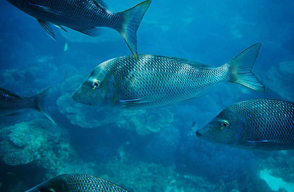 Spangled emperor fish