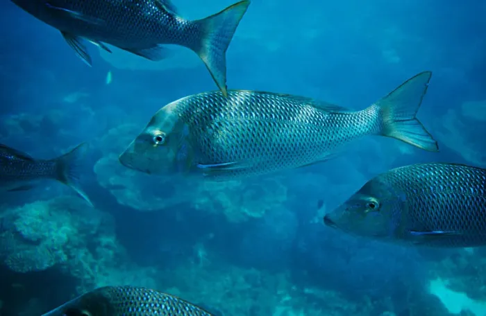 Framed Print : Spangled emperor fish
