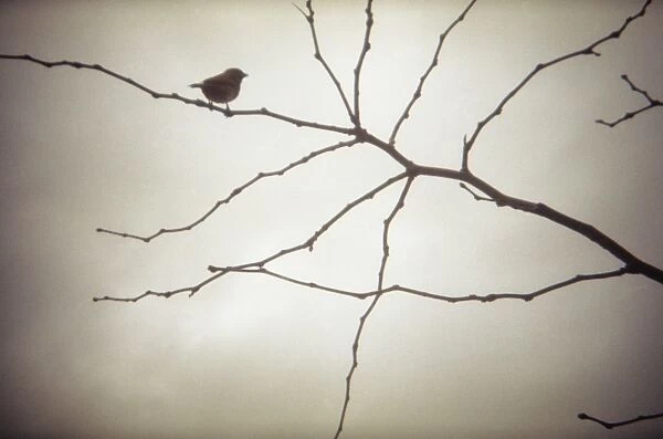 Sparrow in tree, film photography