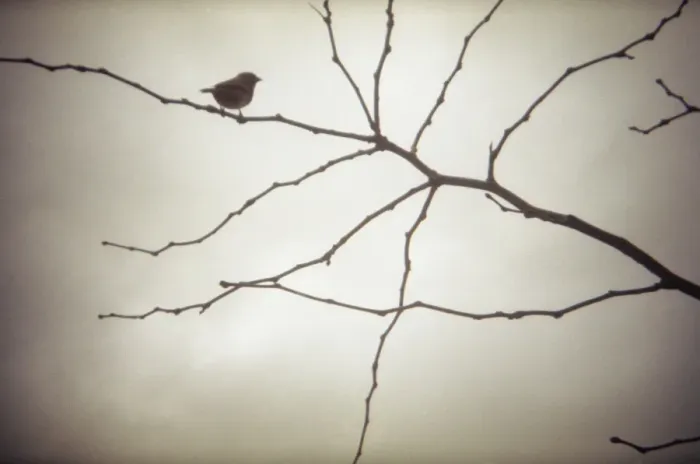 Framed Print : Sparrow in tree, film photography