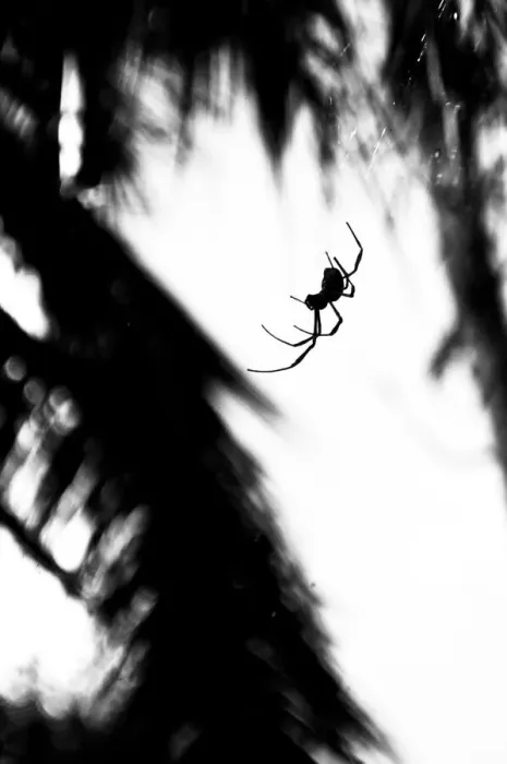 Framed Print : Spider silhouette Framed Print : Spider silhouette