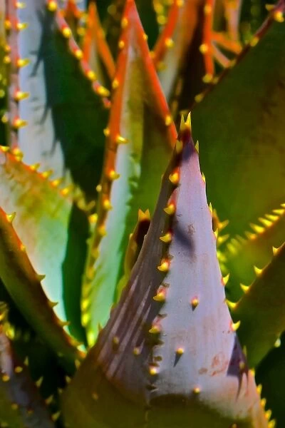 Spikey Cacti