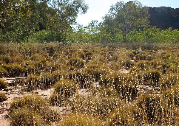 Spinifex Patterns