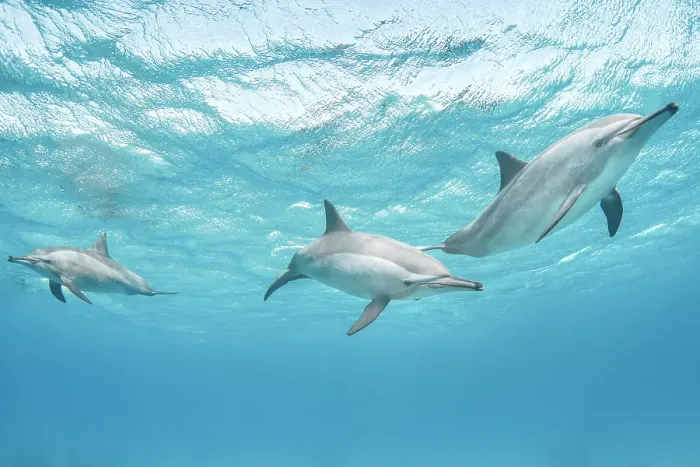Framed Print : Spinner Dolphins