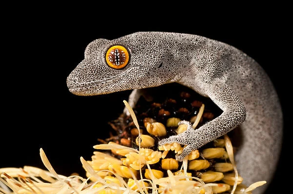 Spiny-tailed Gecko on Banksia