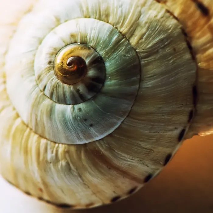 Framed Print : Spiral1(1 of 1)