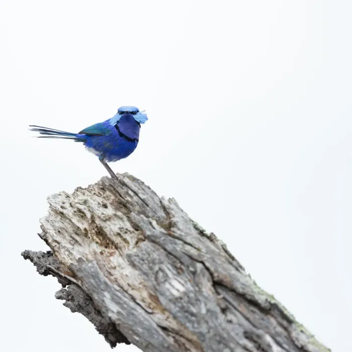 Framed Print : Splendid Fairy-wren male