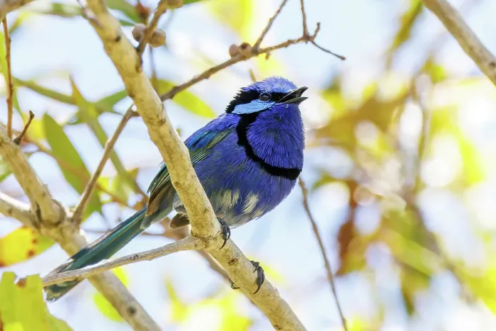 Framed Print : Splendid Fairywren - Malurus splendens Framed Print : Splendid Fairywren - Malurus splendens