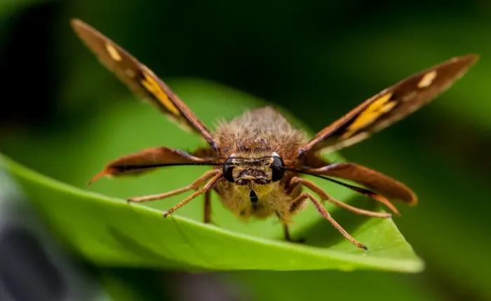 Framed Print : Splendid Ochre Moth Framed Print : Splendid Ochre Moth