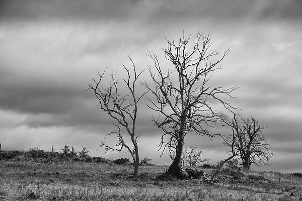 Spooky dying trees on the countryside