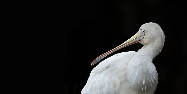 Spoonbill. Yellow-billed Spoonbill (Platalea flavipes) is a wading bird of the ibis