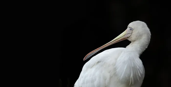 Framed Print : Spoonbill. Yellow-billed Spoonbill (Platalea flavipes) is a wading bird of the ibis Framed Print : Spoonbill. Yellow-billed Spoonbill (Platalea flavipes) is a wading bird of the ibis