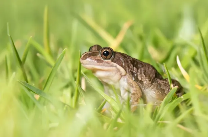 Framed Print : Spotted marsh frog (Limnodynastes tasmaniensis) Framed Print : Spotted marsh frog (Limnodynastes tasmaniensis)