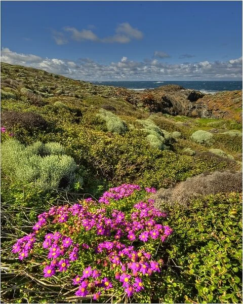 Spring blooms at Devils Gap, King Island, Bass Strait, Tasmania, Australia