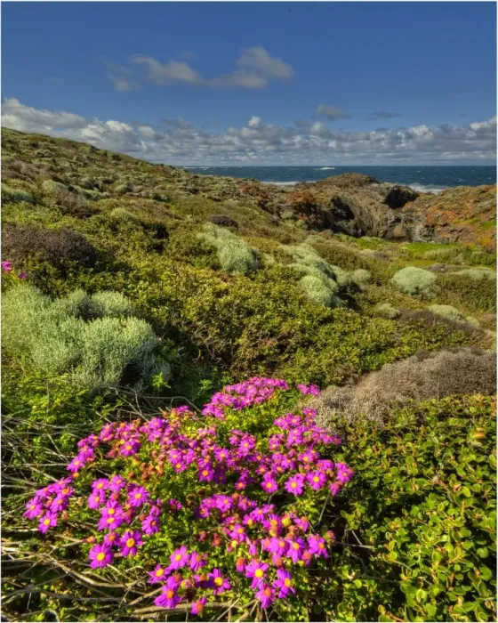 Framed Print : Spring blooms at Devils Gap, King Island, Bass Strait, Tasmania, Australia