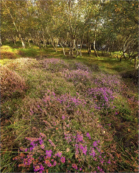 Spring blooms of heathland, Arne, Dorset, England, United Kingdom