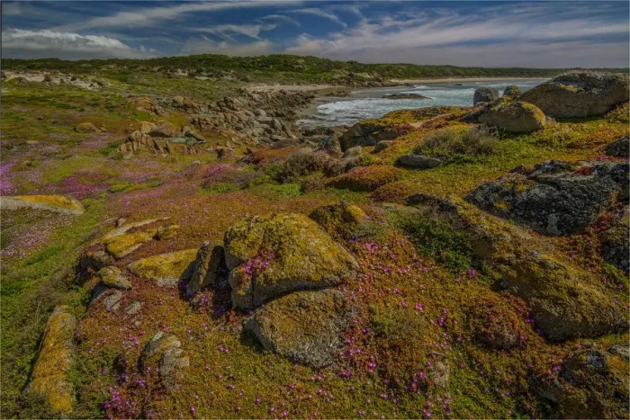 Framed Print : Spring blooms of Pig-face (Carpobrotus) cover the area like a colourful carpet, Disappointment Bay, King Island Tasmania Framed Print : Spring blooms of Pig-face (Carpobrotus) cover the area like a colourful carpet, Disappointment Bay, King Island Tasmania