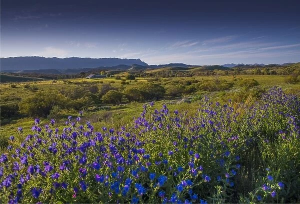 Spring blooms of wildflowers in the Flinders Ranges, South Australia