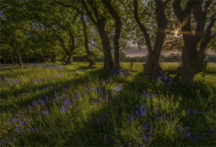 Framed Print : Spring Bluebells Stokeford Framed Print : Spring Bluebells Stokeford