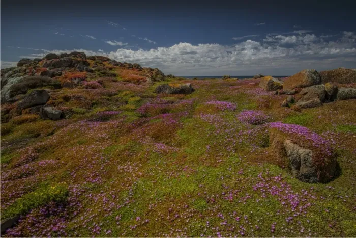 Framed Print : Spring-time blooms of Carpobrotus glaucescens, King Island, Bass Strait, Tasmania, Australia Framed Print : Spring-time blooms of Carpobrotus glaucescens, King Island, Bass Strait, Tasmania, Australia
