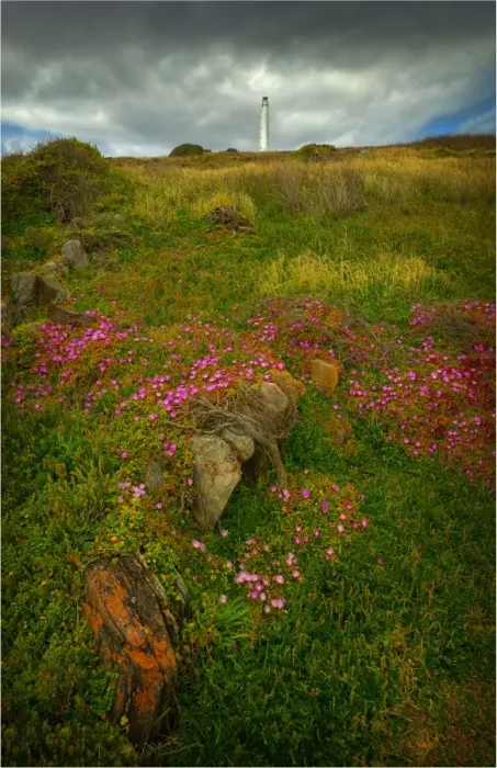 Framed Print : Spring-time blooms of Carpobrotus glaucescens, King Island, Bass Strait, Tasmania, Australia