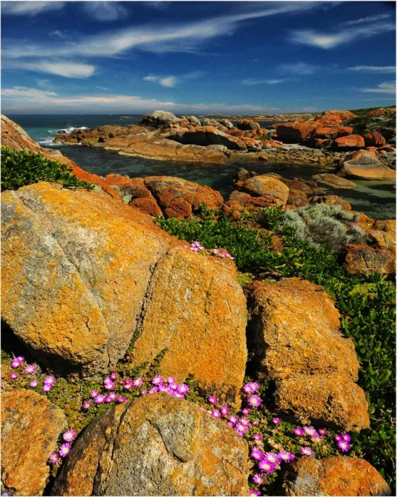 Framed Print : Spring-time blooms of Carpobrotus glaucescens, King Island, Bass Strait, Tasmania, Australia Framed Print : Spring-time blooms of Carpobrotus glaucescens, King Island, Bass Strait, Tasmania, Australia