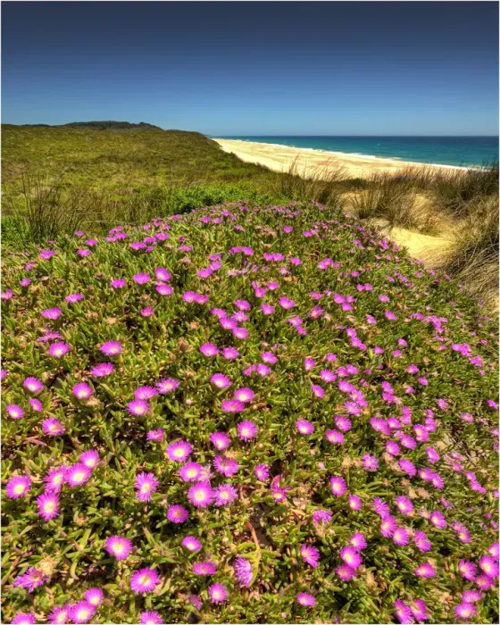 Framed Print : Spring-time blooms of Carpobrotus glaucescens, King Island, Bass Strait, Tasmania, Australia