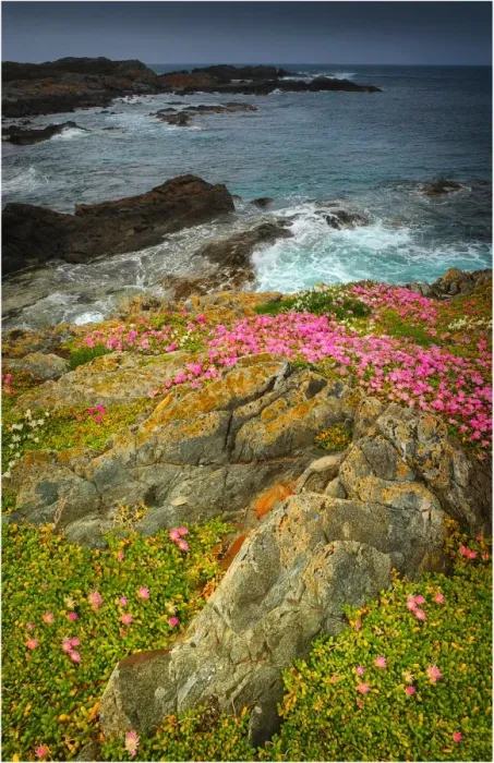 Framed Print : Spring-time blooms of Carpobrotus glaucescens, King Island, Bass Strait, Tasmania, Australia